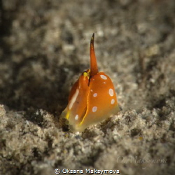 Sea snail Diminovula culmen by Oksana Maksymova 